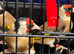 Parva goldfinches