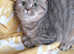 Beautiful GCCF Registered British Shorthair Girl