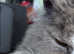 Maincoon x Selkirk Rex bundles of curly fluff