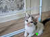 Part Maine coone kittens for sale