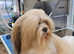 Kc registered lhasa apso male adult
