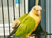 Beautiful baby pineapple conure Talking parrot