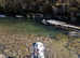 KC dalmatian puppies due 6th June 2025