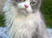 Beautiful Maine Coon Girl | Ready to be adopted
