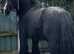 Stunning stallion 13'2