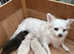 Beautiful Chiweenie Female Pup for sale (L/H Dachshund x L/H Chihuahua)