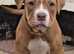 Alapaha blue blood bulldog