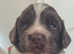Beautiful Springer Spaniel Pups for sale