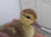 2 muscovys ducklings