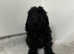 Toy cockapoo puppy ready now