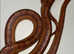 Adult female cornsnake