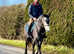 Beautiful Connemara gelding