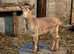 Pedigree registered  golden guesney billy goat for sale