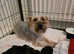 Beautiful Yorkshire Terrier Puppies Ready Soon