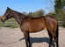 Very sensible RoR Eligible mare