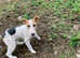 Wired  fox terrier girl