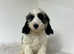 1 handsome chap looking for a home