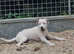 5 month old male parsons terrier needing new home