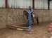 Sweet affectionate 15 2/3h 5yo Irish TB mare