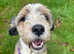 Beautiful Tibetan terrier