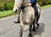 Registered fell pony - lightly broken to ride