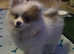 Female Pomchi Puppy