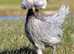 Polish pullets