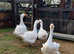 SEBASTOPOL FERTILISED HATCHING EGGS