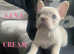 8 weeks old Beautiful French Bulldogs looking for their forever home