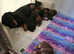 Beautiful miniature Dachshunds