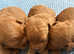 Adorable healthy Cavapoos puppies