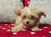 Last small gorgeous red chipoo girl left (11 weeks old)