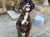Last Boy amazing pedigree kc reg