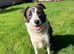 2 year old Collie