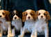 Cavalier King Charles Puppies for sale