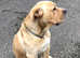 Cane corso male 3 yrs old