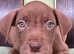 Mix breed puppies