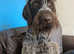 Eleven months old kc reg wirehaired pointer