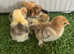 Pekin pure bred chicks