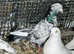 I have mixed colour and mixed birds for sale