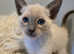 Beautiful Siamese