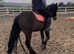 Super talented 14hh gelding * full history known*