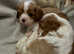 King Charles male and female