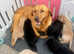 5 working line health tested Labradors