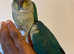 Silly Tame Mutation handreared Conure parrots
