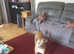 Cane corso mix presso