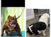 2 chocolate exotic bullys girls