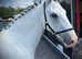 New forest project gelding