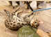 F3 KIWANGA PEDIGREE SAVANNAH KITTENS