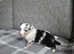Australian Shepherd puppy's